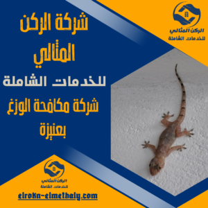 شركة مكافحة الوزغ بعنيزة